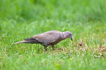 Collared Dove, streptopelia decaocto, Adult standing on Grass, Normandy