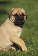 Bullmastiff Dog, Pup sitting on Grass
