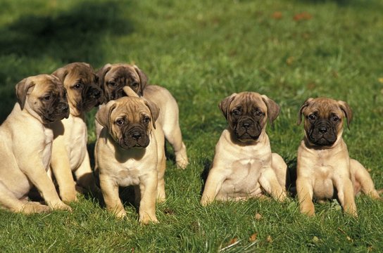 Bullmastiff Dog, Puppies sitting on Grass