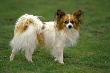 Papillon Dog or Continental Toy Spaniel