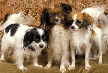 Phalene or Continental Toy Spaniel, Dog standing on Sofa
