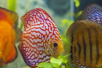 Close up view of gorgeous colorful aquarium fishes discus. Beautiful nature background.