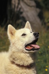 Greenland Dog, Portrait with open Mouth