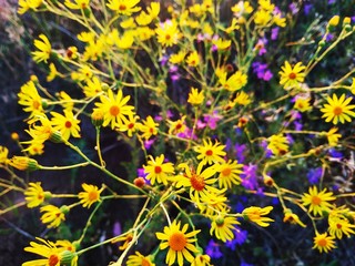 bush of yellow and purple flowers