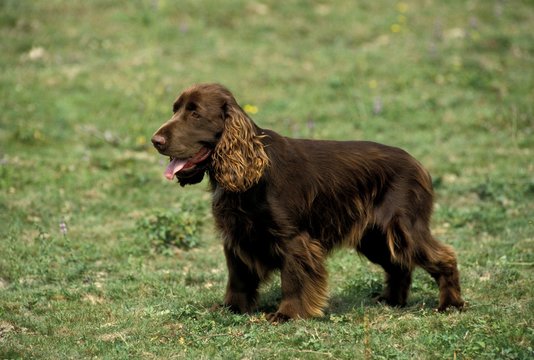 Field Spaniel Dog, Standing on Grass