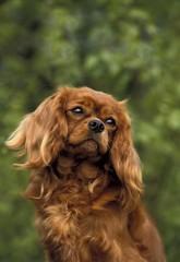 Cavalier King Charles Spaniel, Portrait of Dog