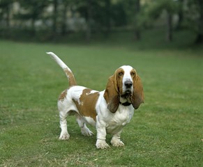 Male Basset Hound, Dog standing on Lawn