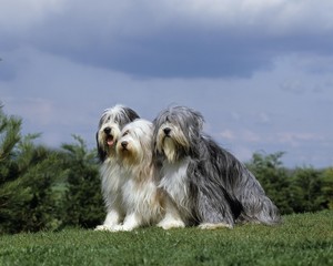 Bearded Collie, Dog sitting on Lawn