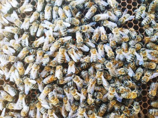 congestion of bees on a frame with honeycomb