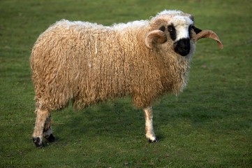 Thones a Marthod Domestic Sheep, Belier