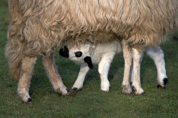 Thones a Marthod Domestic Sheep, Mother and Cub suckling