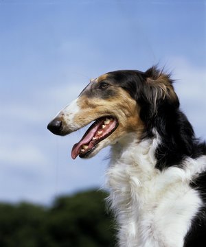 Borzoi Dog or Russian Wolfhound