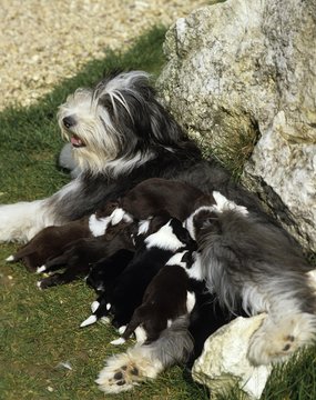Bearded Collie Dog, Mother with Puppies suckling