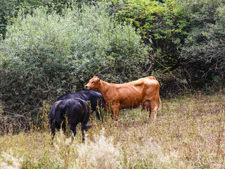 Rinder grasen auf einer Wiese