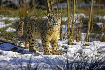 Snow Leopard or Ounce, uncia uncia