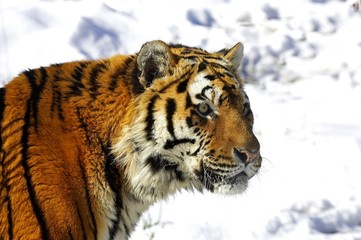 Siberian Tiger, panthera tigris altaica standing on Snow