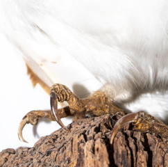 Close Up of Beautiful British Barn Owl Talon Claws and Feathers