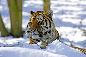 Siberian Tiger, panthera tigris altaica standing on Snow