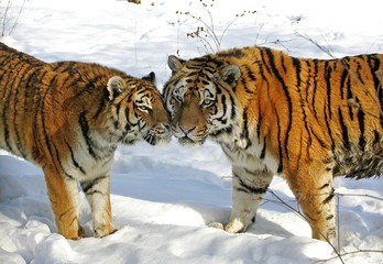 Fototapeta na wymiar Siberian Tiger, panthera tigris altaica standing on Snow