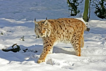 European Lynx, felis lynx, Adult in Snow