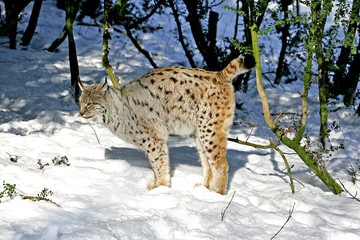 European Lynx, felis lynx, Adult in Snow, Marking Territory