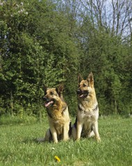 German Shepherd Dog sitting on Grass