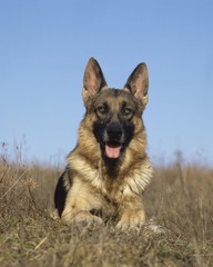 German Shepherd Dog laying