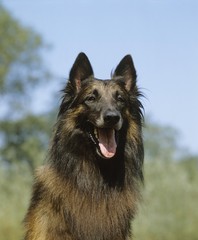 Tervueren or Belgian Shepherd, Portrait of Dog
