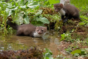 Young Stone Marten or Beech Marten, martes foina, Normandy