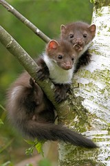 Young Stone Marten or Beech Marten, martes foina, Playing in Tree, Normandy