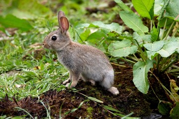 Young European Rabbit, oryctolagus cuniculus, Normandy