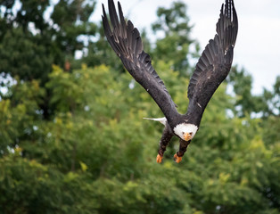 bald eagle in flight
