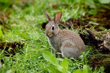 Young European Rabbit, oryctolagus cuniculus, Normandy
