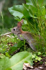 Naklejka na ściany i meble Young European Rabbit, oryctolagus cuniculus, Normandy
