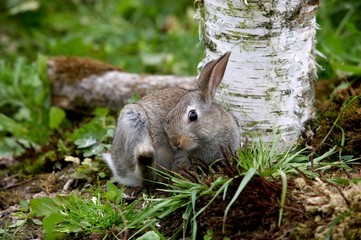 Young European Rabbit, oryctolagus cuniculus, Scratching itself, Normandy