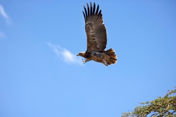 Plakat Tawny Eagle, aquila rapax, Adult in Flight, Nakuru Park in Kenya
