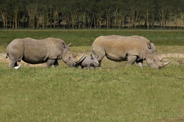 Obraz premium White Rhinoceros, ceratotherium simum, Pair with Calf, Nakuru Park in Kenya