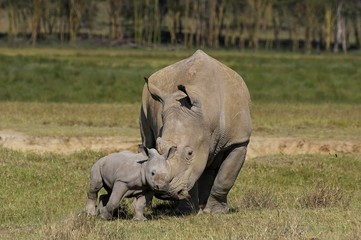 White Rhinoceros, ceratotherium simum, Mother with Calf, Nakuru Park in Kenya