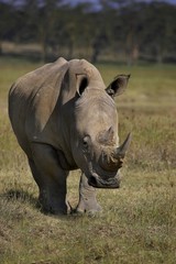 Obraz premium White Rhinoceros, ceratotherium simum, Female, Nakuru Park in Kenya