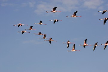 Lesser Flamingo, phoenicopterus minor, Colony in Flight, Nakuru Lake in Kenya