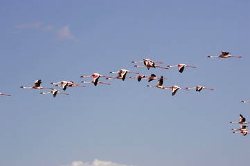 Lesser Flamingo, phoenicopterus minor, Colony in Flight, Nakuru Lake in Kenya