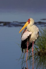 Yellow Billed Stork, mycteria ibis, standing in Nakuru Lake, Kenya
