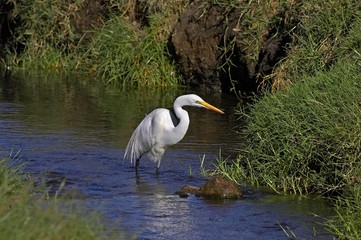 Great White Egret, casmerodius albus, standing in Water, Nakuru Park in Kenya