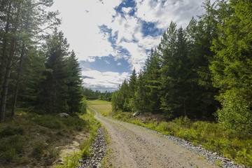 Fototapeta na wymiar Beautiful nature landscape view of gravel road in forest. Tops of green forest trees on blue sky and white clouds background on sunny summer day.