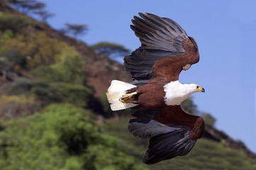 African Fish-Eagle, haliaeetus vocifer, Adult in Flight, Baringo Lake in Kenya