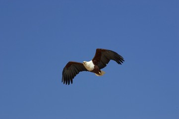 African Fish-Eagle, haliaeetus vocifer, Adult in Flight, Baringo Lake in Kenya