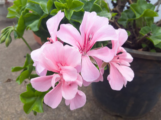 pink and white flowers