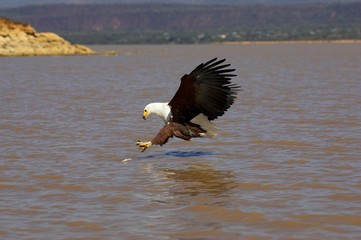 African Fish-Eagle, haliaeetus vocifer, Adult in Flight, Catching Fish, Baringo Lake in Kenya