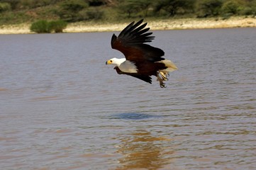 African Fish-Eagle, haliaeetus vocifer, Adult in Flight, Catching Fish, Baringo Lake in Kenya