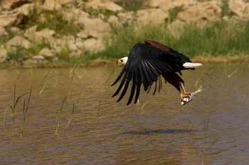 African Fish-Eagle, haliaeetus vocifer, Adult in Flight, Catching Fish, Baringo Lake in Kenya